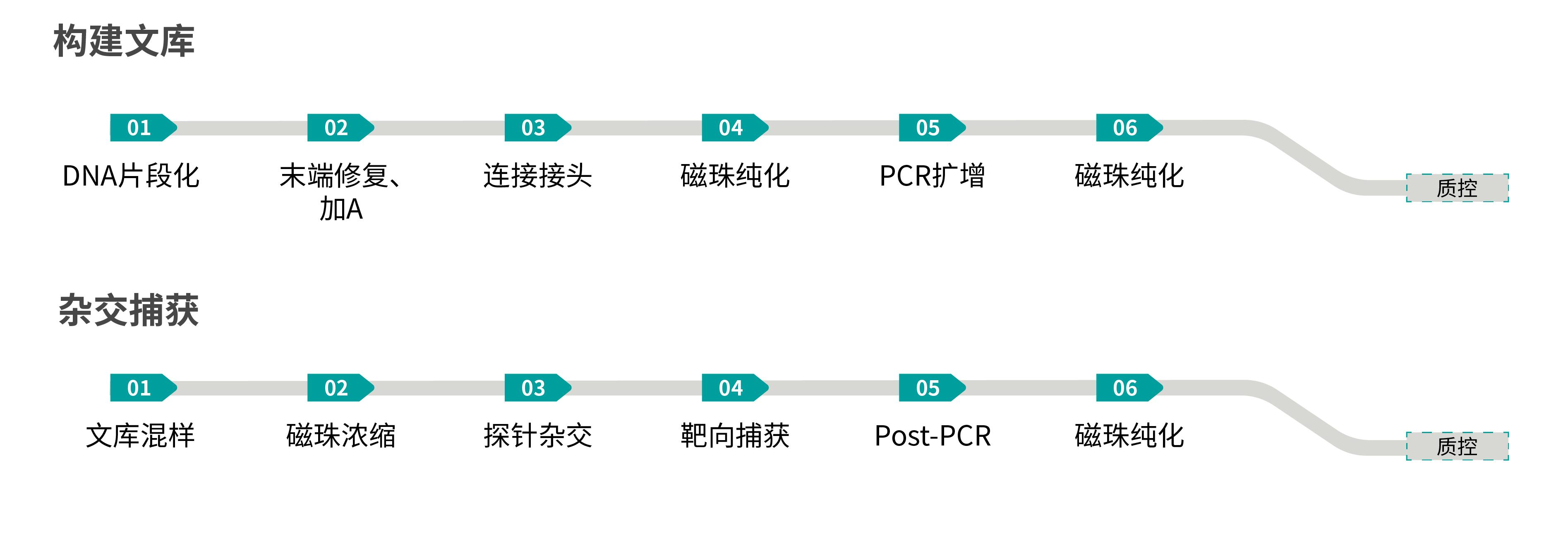 雜交捕獲流程(1)(1).png 雜交捕獲流程(1)(1).png